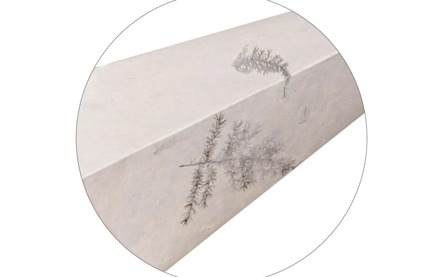 Star Trading Care Julstjärna 60cm Vit/Gröna Blad* Visa Alla Julstjärnor|Julstjärnor Utan Sladd