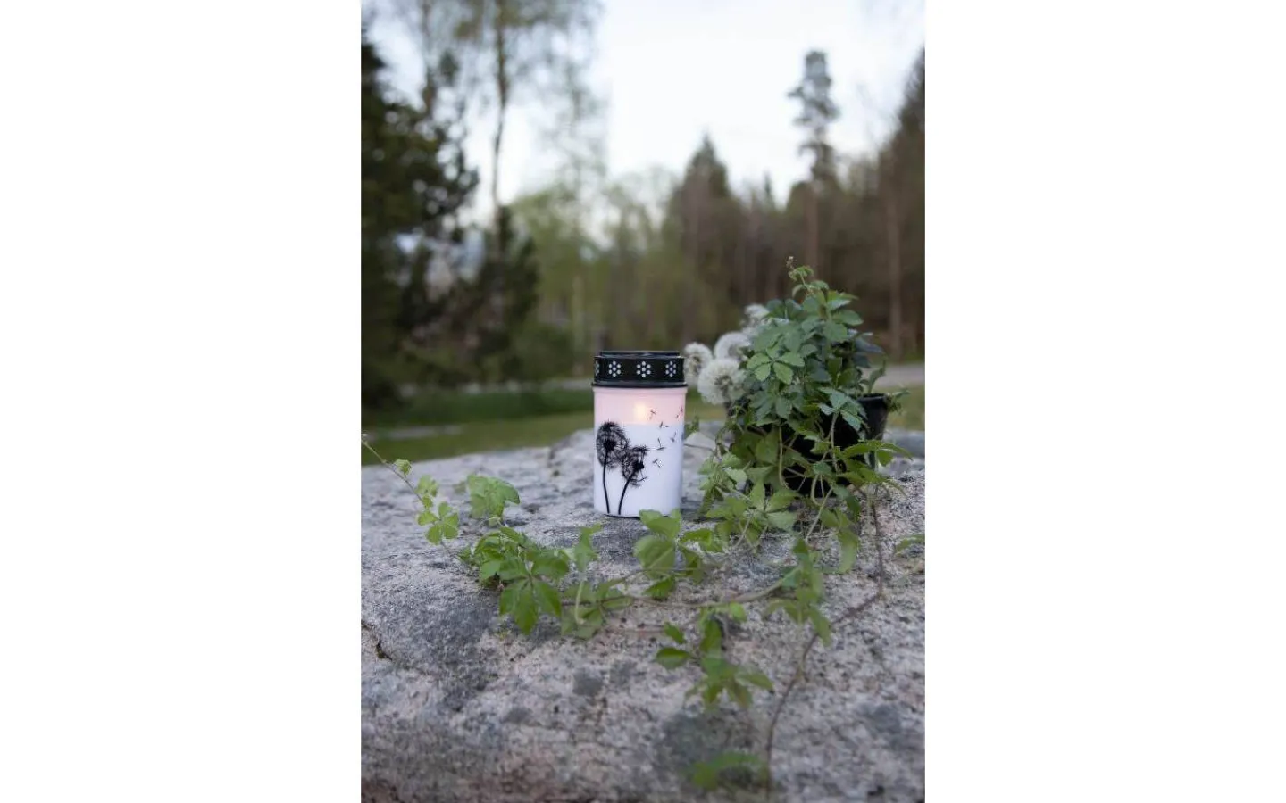 Star Trading Dandelion Batteridrivet Gravljus 12cm Timer Longlife 2500h Vit* Gravljus|Gravljus