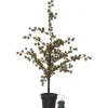 Julpynt Utomhus<Star Trading Larix Dekorationsträd 117cm Grön IP44