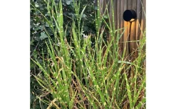 Lightson Nero Svart Vägglampa LED 3000K 140lm 4W* Lightson Garden Plug & Play