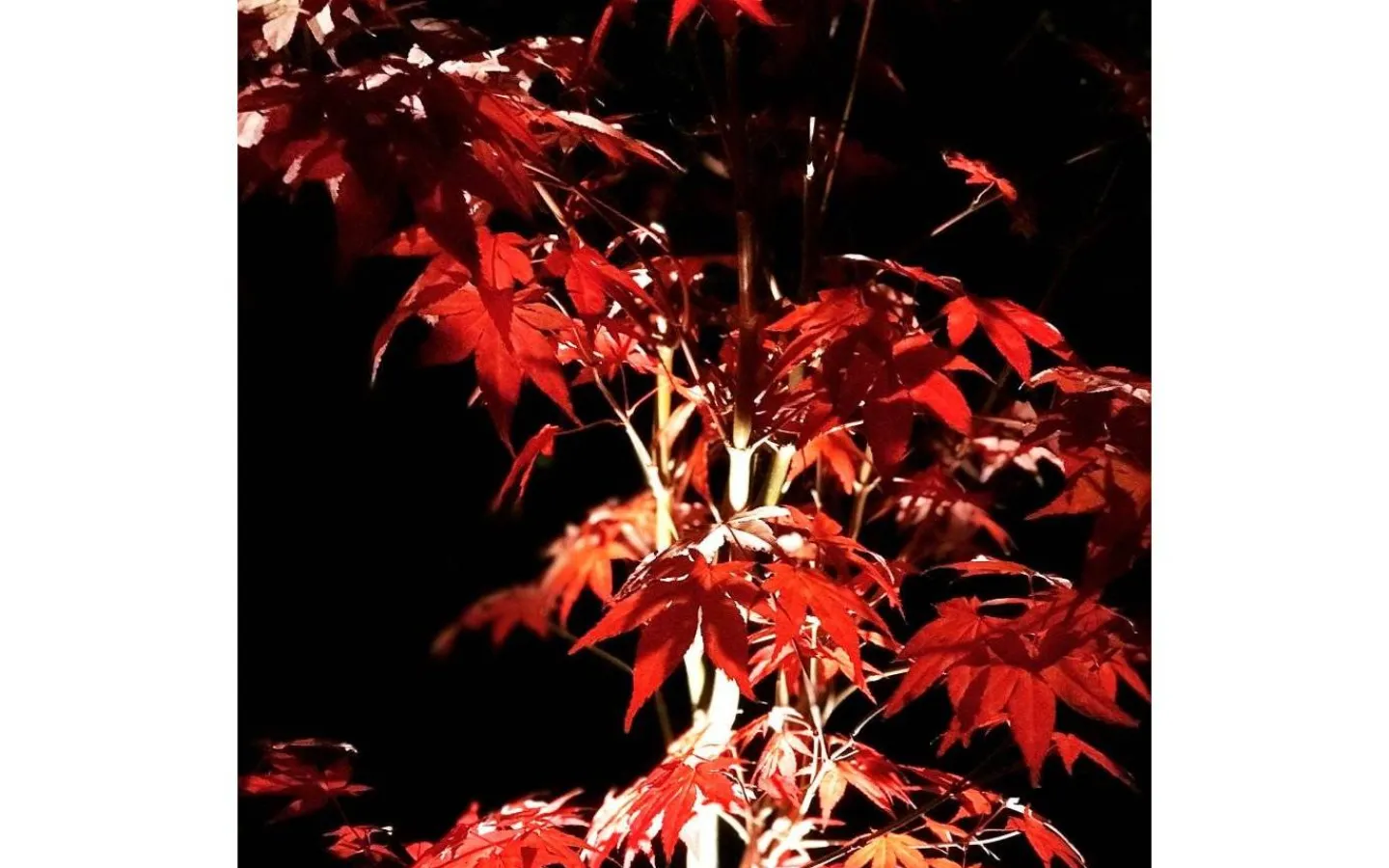 Lightson Garden Plug & Play<Lightson Optica LED 3000K 90lm 1W