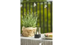 Solcellslampor Dekoration|Visa Alla Solcellslampor<Star Trading Puloun Solcellslampa Svart