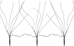 Star Trading Reedy Dekorationskvist 60cm Svart* Dekorationsträd