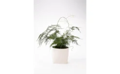 Somma Kruka Vit 14 cm