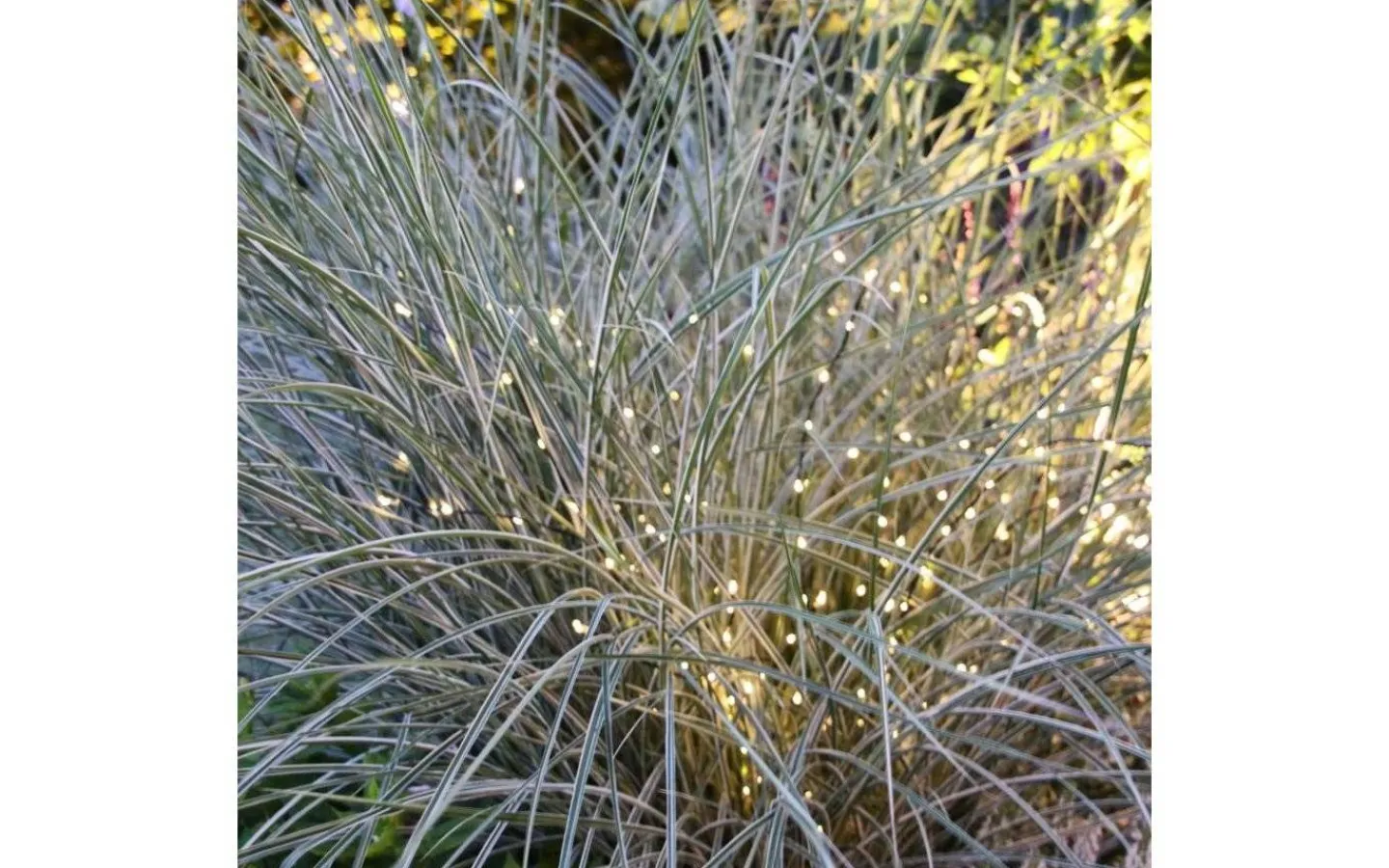 Lightson Twiggy Dekorationskvist 2-Pack LED* Lightson Garden Plug & Play